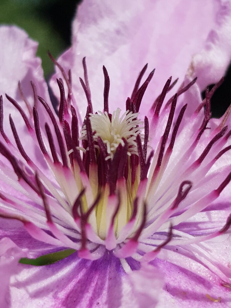 Hof van Brederode Ardent Desire